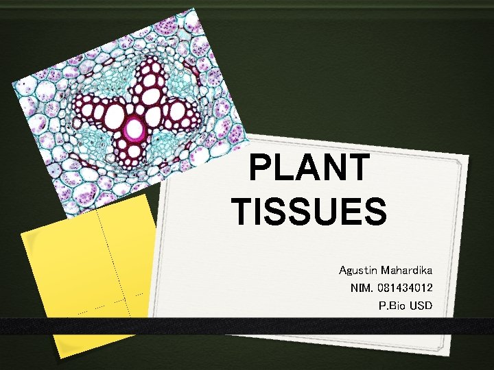 PLANT TISSUES Agustin Mahardika NIM. 081434012 P. Bio USD 