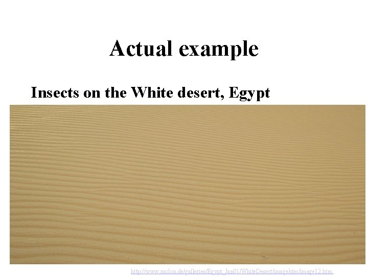 Actual example Insects on the White desert, Egypt http: //www. molon. de/galleries/Egypt_Jan 01/White. Desert/imagehtm/image