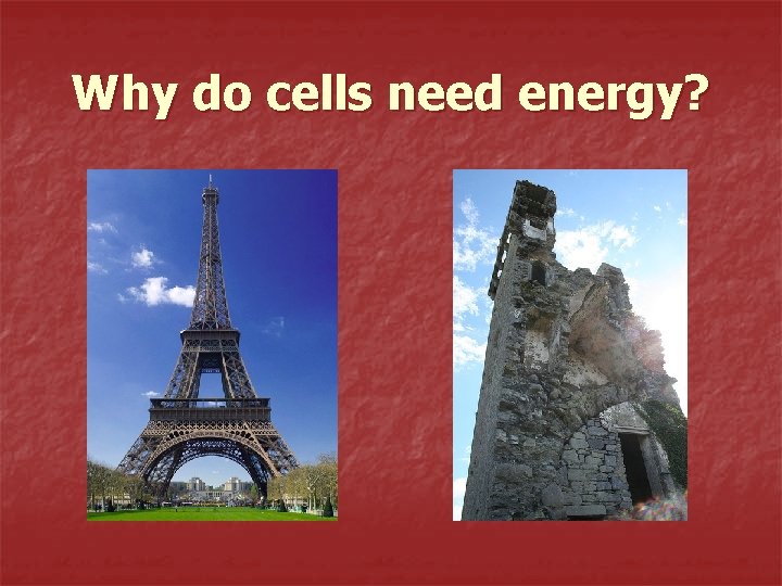 Why do cells need energy?  Why do cells need energy?