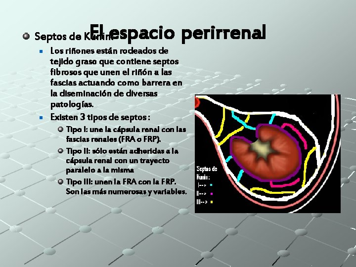 El espacio perirrenal Septos de Kunin: n n Los riñones están rodeados de tejido