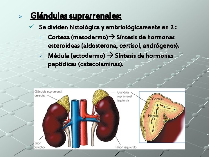 Ø Glándulas suprarrenales: ü Se dividen histológica y embriológicamente en 2 : ü Corteza