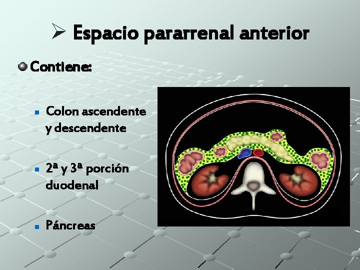 Ø Espacio pararrenal anterior Contiene: n n n Colon ascendente y descendente 2ª y