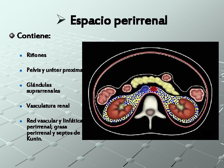 Ø Espacio perirrenal Contiene: n Riñones n Pelvis y uréter proximal n n n