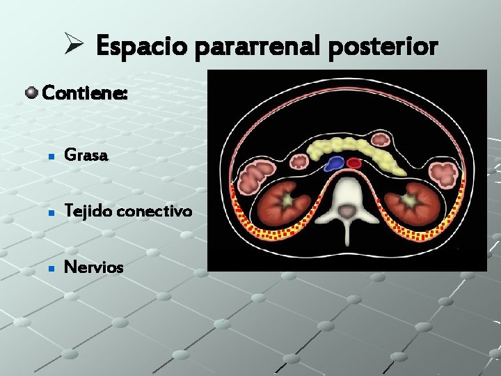 Ø Espacio pararrenal posterior Contiene: n Grasa n Tejido conectivo n Nervios 