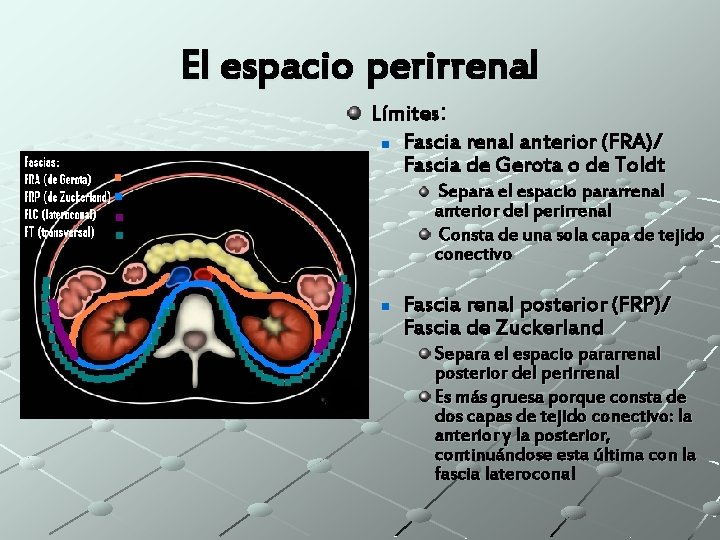 El espacio perirrenal Límites: n Fascia renal anterior (FRA)/ Fascia de Gerota o de