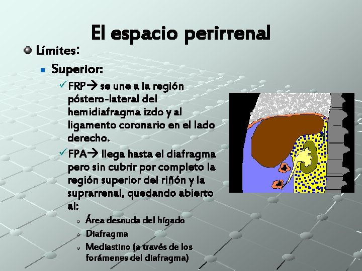 El espacio perirrenal Límites: n Superior: üFRP se une a la región póstero-lateral del