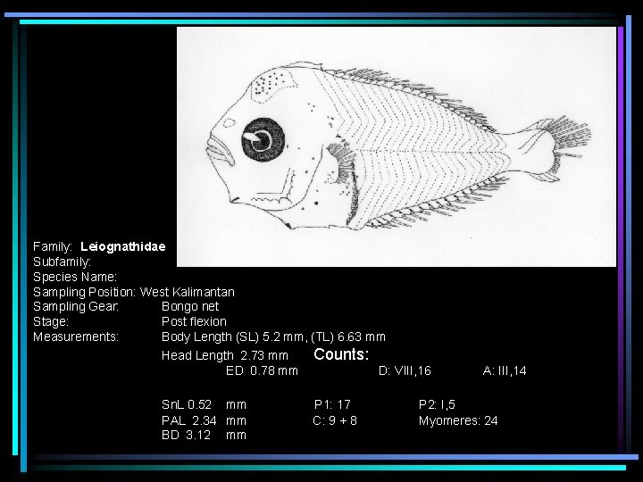 Family: Leiognathidae Subfamily: Species Name: Sampling Position: West Kalimantan Sampling Gear: Bongo net Stage: