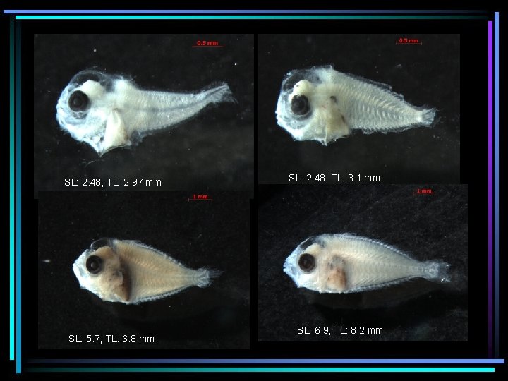 SL: 2. 48, TL: 2. 97 mm SL: 5. 7, TL: 6. 8 mm