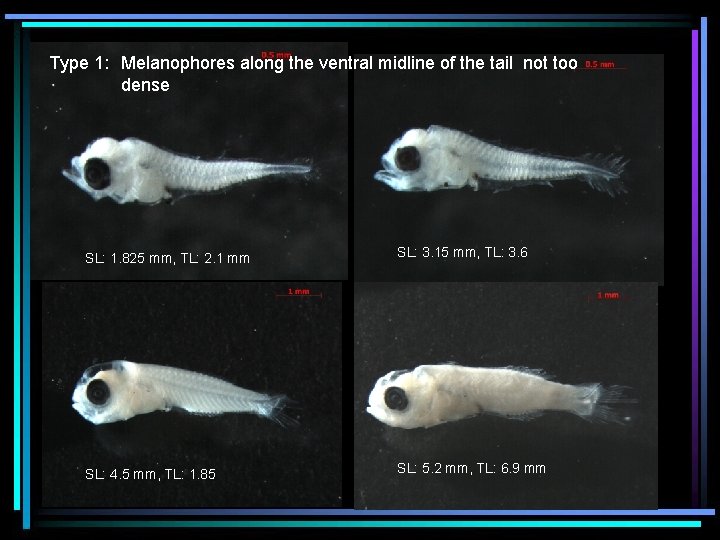 Type 1: Melanophores along the ventral midline of the tail not too dense SL: