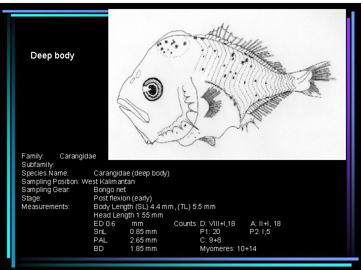 Deep body Family: Carangidae Subfamily: Species Name: Carangidae (deep body) Sampling Position: West Kalimantan