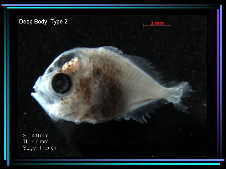 Deep Body: Type 2 SL: 4. 9 mm TL: 6. 0 mm Stage :