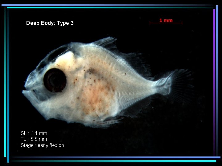 Deep Body: Type 3 SL : 4. 1 mm TL : 5. 5 mm