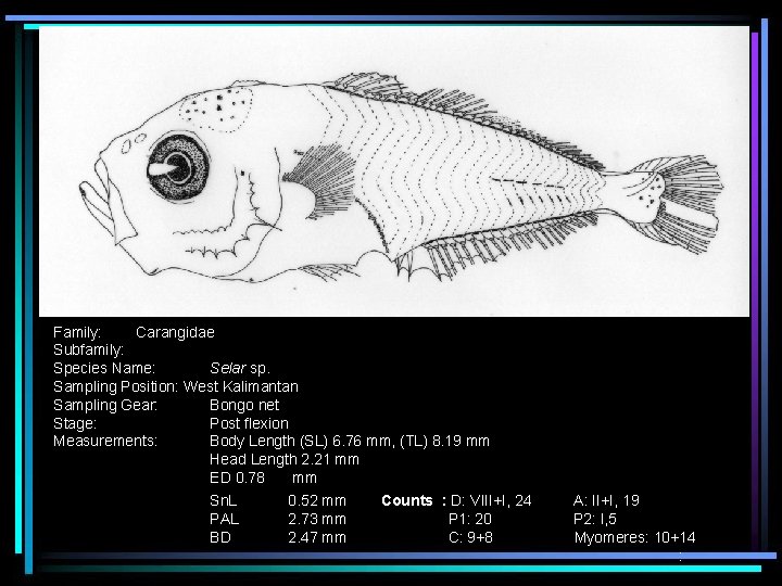 Family: Carangidae Subfamily: Species Name: Selar sp. Sampling Position: West Kalimantan Sampling Gear: Bongo
