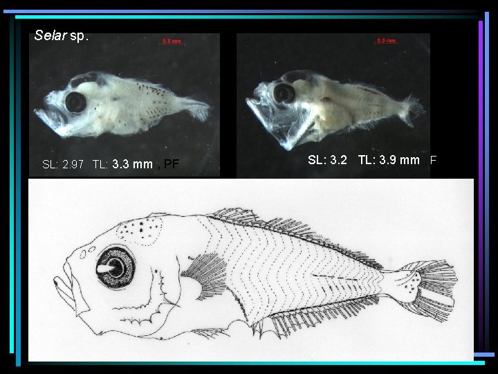 Selar sp. SL: 2. 97 TL: 3. 3 mm , PF SL: 3. 2