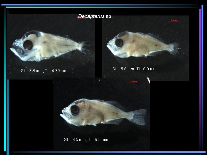 Decapterus sp. SL: 3. 8 mm, TL: 4. 75 mm SL: 6. 5 mm,