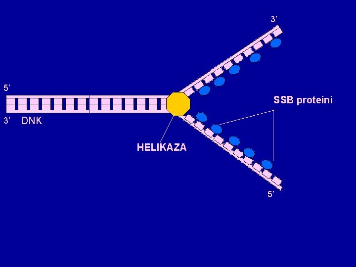 3’ 5’ SSB proteini 3’ DNK HELIKAZA 5’ 