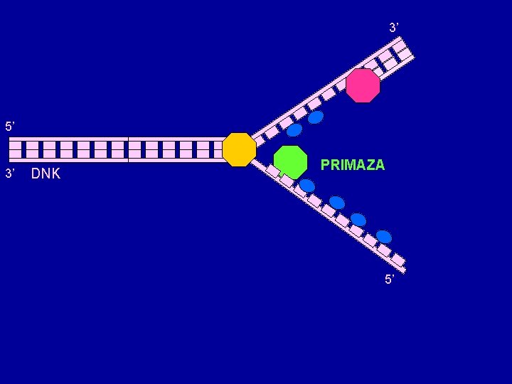 3’ 5’ 3’ DNK PRIMAZA 5’ 3’ 5’ 3’ DNK PRIMAZA 5’