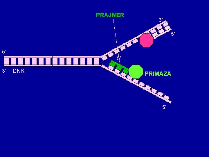 PRAJMER 3’ 5’ 5’ 5’ 3’ DNK PRIMAZA 5’ PRAJMER 3’ 5’ 5’ 5’ 3’ DNK PRIMAZA 5’