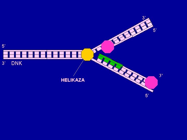 3’ 5’ 5’ 3’ DNK 3’ HELIKAZA 5’ 3’ 5’ 5’ 3’ DNK 3’ HELIKAZA 5’