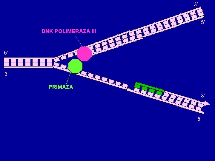 3’ 5’ DNK POLIMERAZA III 5’ 3’ PRIMAZA 3’ 5’ 3’ 5’ DNK POLIMERAZA III 5’ 3’ PRIMAZA 3’ 5’