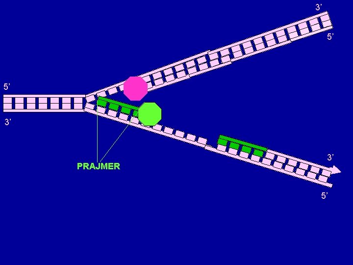 3’ 5’ 5’ 3’ PRAJMER 3’ 5’ 3’ 5’ 5’ 3’ PRAJMER 3’ 5’