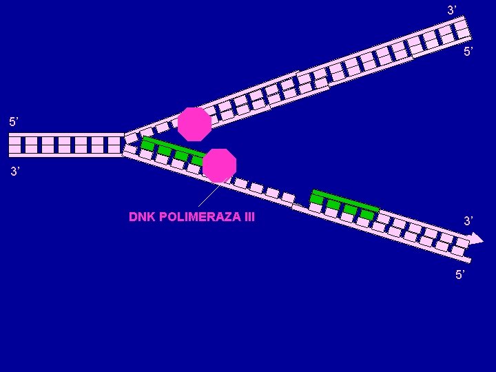 3’ 5’ 5’ 3’ DNK POLIMERAZA III 3’ 5’ 3’ 5’ 5’ 3’ DNK POLIMERAZA III 3’ 5’