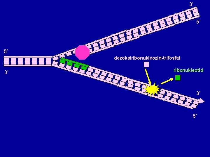 3’ 5’ 5’ dezoksiribonukleozid-trifosfat 3’ ribonukleotid 3’ 5’ 3’ 5’ 5’ dezoksiribonukleozid-trifosfat 3’ ribonukleotid 3’ 5’