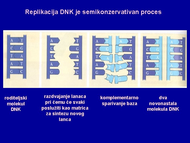 Replikacija DNK je semikonzervativan proces roditeljski molekul DNK razdvajanje lanaca pri čemu će svaki