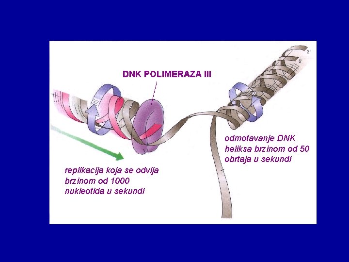 DNK POLIMERAZA III odmotavanje DNK heliksa brzinom od 50 obrtaja u sekundi replikacija koja DNK POLIMERAZA III odmotavanje DNK heliksa brzinom od 50 obrtaja u sekundi replikacija koja