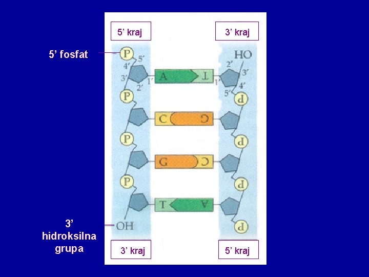 5’ kraj 3’ kraj 5’ fosfat 3’ hidroksilna grupa 3’ kraj 5’ kraj 