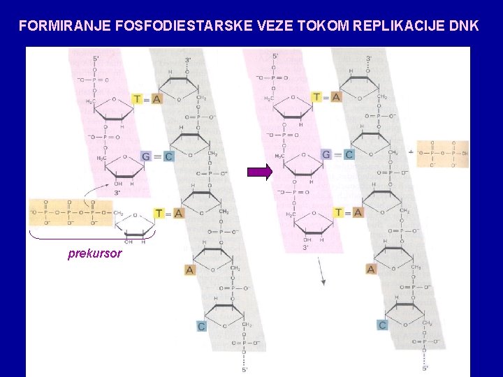 FORMIRANJE FOSFODIESTARSKE VEZE TOKOM REPLIKACIJE DNK prekursor 