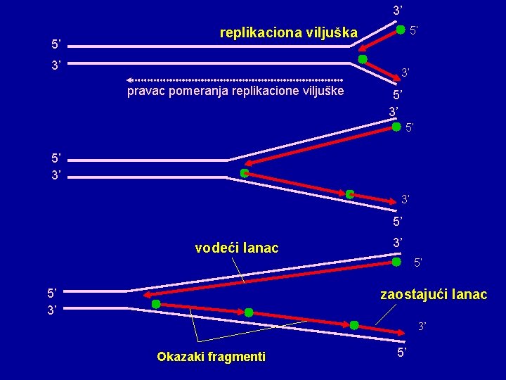 3’ 5’ 5’ replikaciona viljuška 3’ 3’ pravac pomeranja replikacione viljuške 5’ 3’ 5’ 3’ 5’ 5’ replikaciona viljuška 3’ 3’ pravac pomeranja replikacione viljuške 5’ 3’ 5’