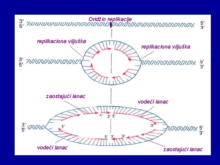 Oridžin replikacije replikaciona viljuška zaostajući lanac vodeći lanac replikaciona viljuška vodeći lanac zaostajući lanac Oridžin replikacije replikaciona viljuška zaostajući lanac vodeći lanac replikaciona viljuška vodeći lanac zaostajući lanac