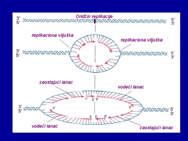 Oridžin replikacije replikaciona viljuška zaostajući lanac vodeći lanac replikaciona viljuška vodeći lanac zaostajući lanac