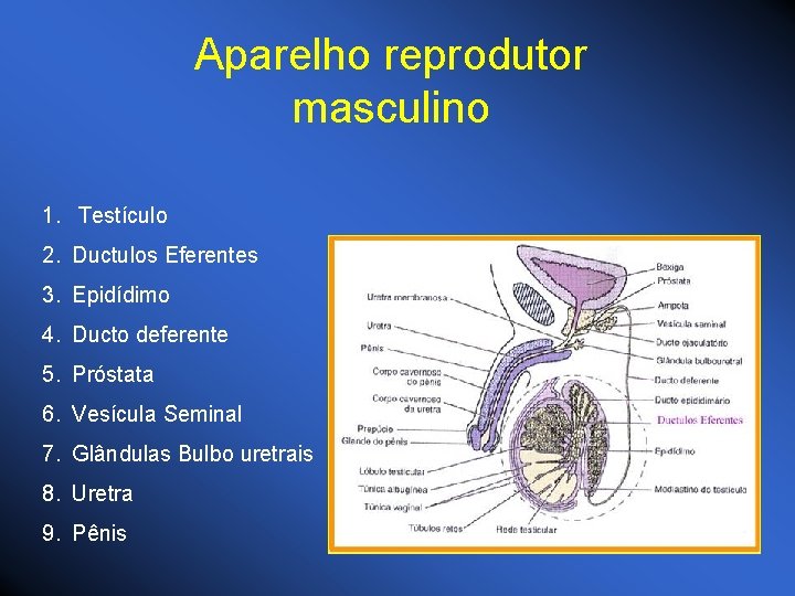 Aparelho reprodutor masculino 1. Testículo 2. Ductulos Eferentes 3. Epidídimo 4. Ducto deferente 5.