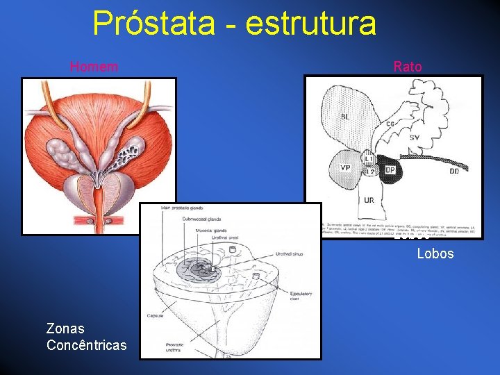 Próstata - estrutura Homem Rato Lobos Zonas Concêntricas 