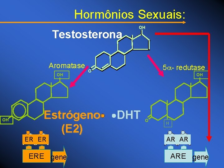 Hormônios Sexuais: Testosterona Aromatase OH OH ERE gene 5 - redutase O Estrógeno (E