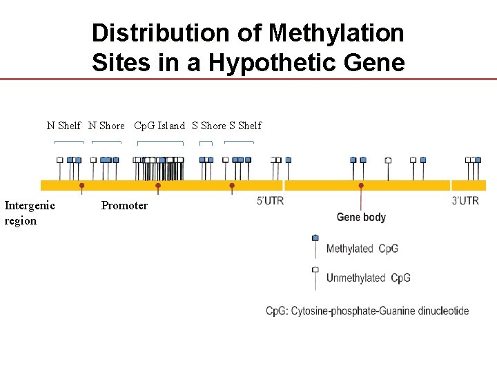 Distribution of Methylation Sites in a Hypothetic Gene N Shelf N Shore Cp. G