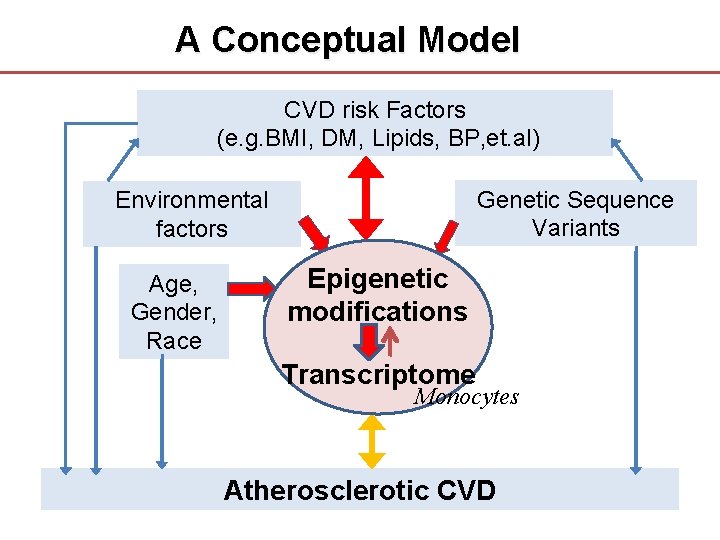 A Conceptual Model CVD risk Factors (e. g. BMI, DM, Lipids, BP, et. al)