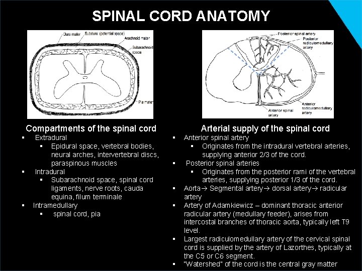 SPINAL CORD ANATOMY Compartments of the spinal cord § § § Extradural § Epidural