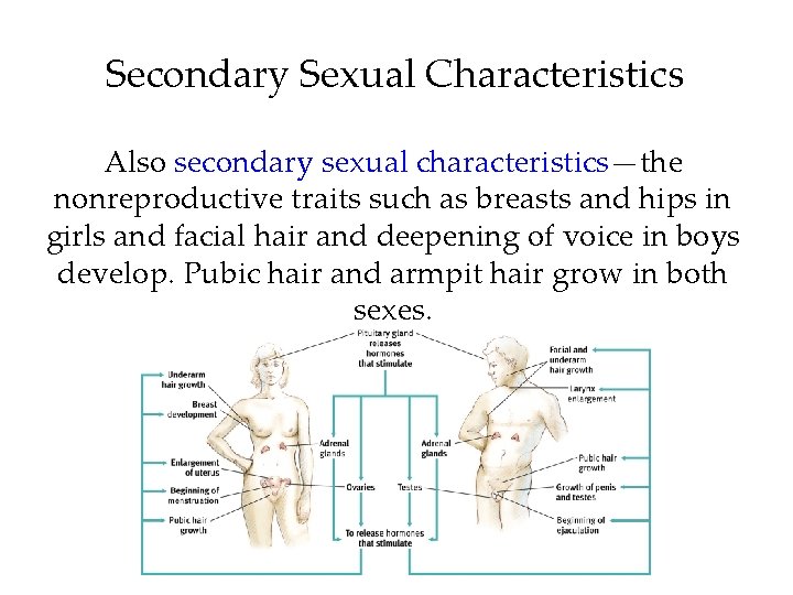 Secondary Sexual Characteristics Also secondary sexual characteristics—the nonreproductive traits such as breasts and hips