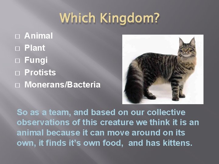 Which Kingdom? � � � Animal Plant Fungi Protists Monerans/Bacteria So as a team,