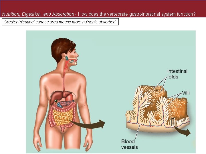 Nutrition, Digestion, and Absorption - How does the vertebrate gastrointestinal system function? Greater intestinal