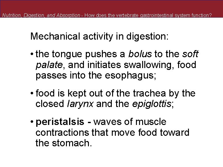 Nutrition, Digestion, and Absorption - How does the vertebrate gastrointestinal system function? Mechanical activity