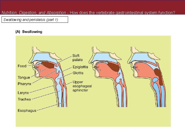 Nutrition, Digestion, and Absorption - How does the vertebrate gastrointestinal system function? Swallowing and