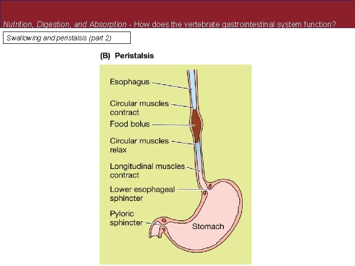 Nutrition, Digestion, and Absorption - How does the vertebrate gastrointestinal system function? Swallowing and