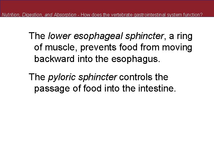 Nutrition, Digestion, and Absorption - How does the vertebrate gastrointestinal system function? The lower