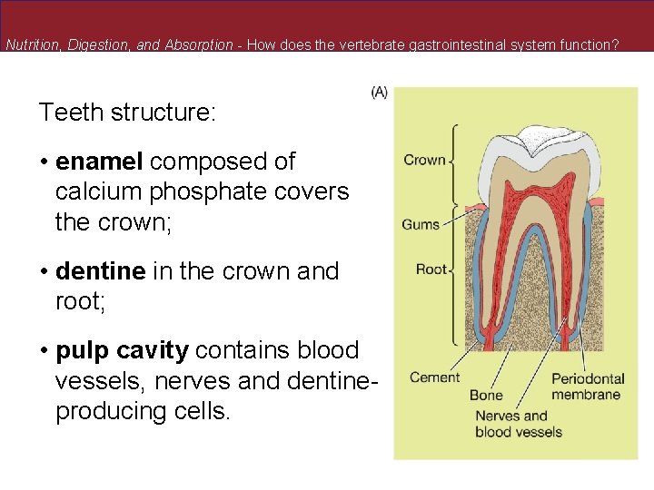 Nutrition, Digestion, and Absorption - How does the vertebrate gastrointestinal system function? Teeth structure: