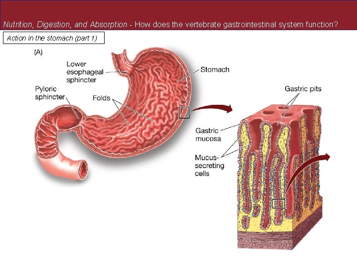 Nutrition, Digestion, and Absorption - How does the vertebrate gastrointestinal system function? Action in