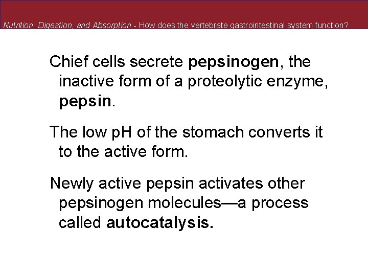 Nutrition, Digestion, and Absorption - How does the vertebrate gastrointestinal system function? Chief cells